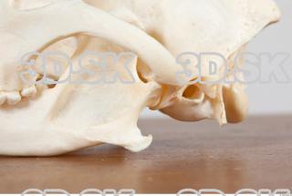 Skull photo reference 0043
